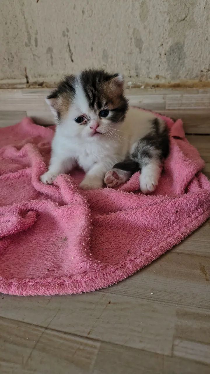 Filhote de persa - Foto 2