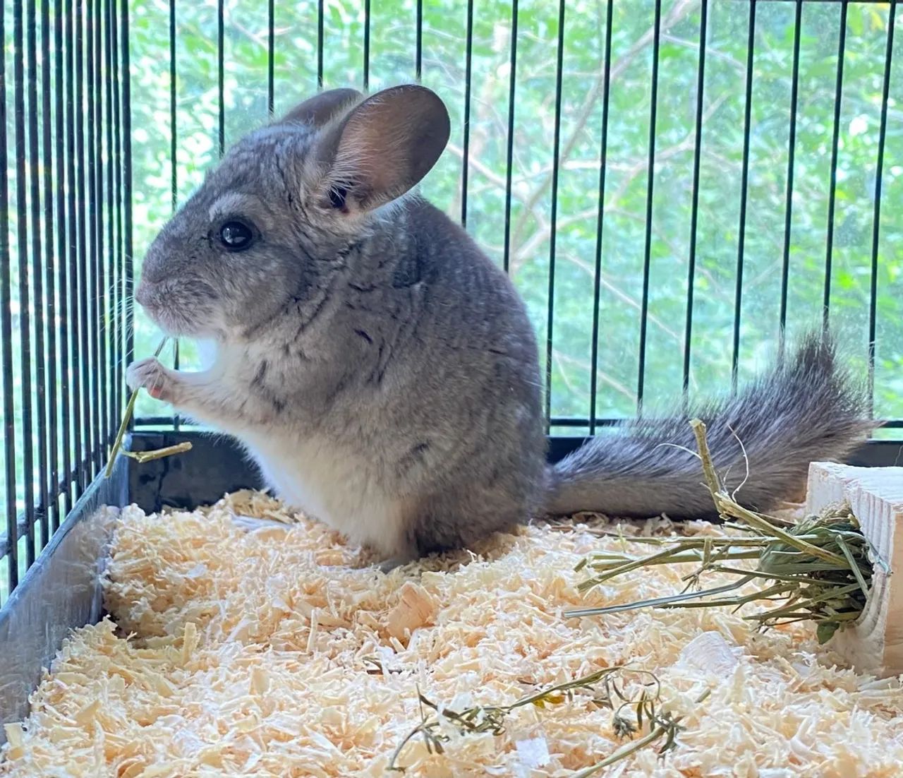 Filhotes de Chinchila 