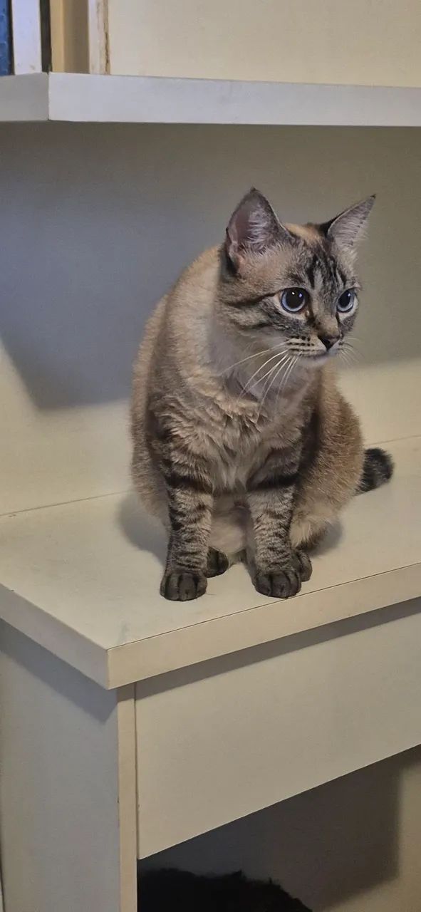 Doação de gatas (SOMENTE JUNTAS)