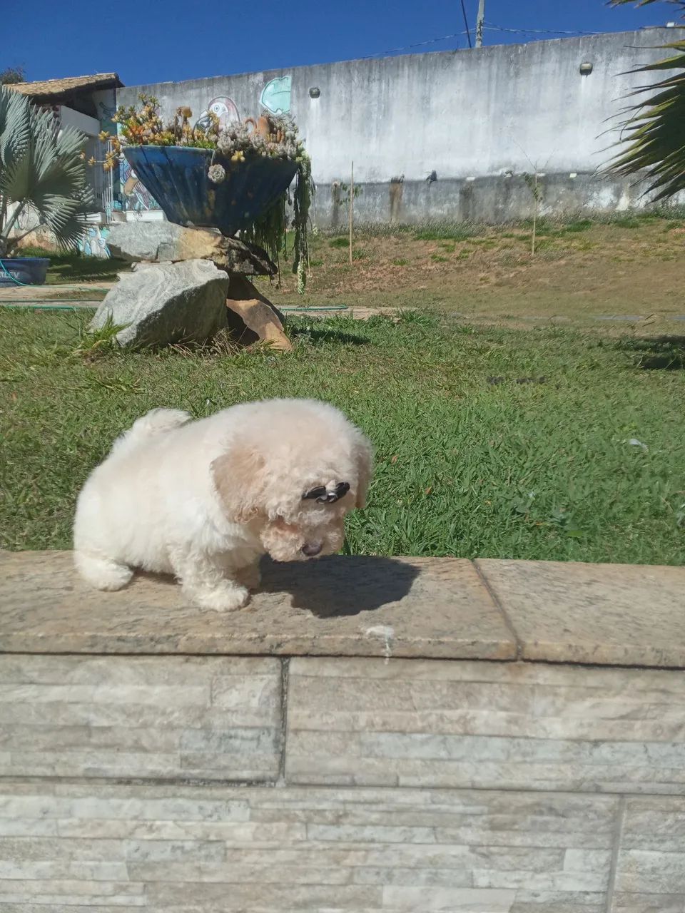 Poodle toy  - Foto 3