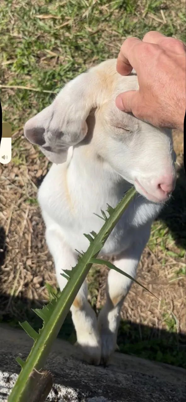 Cabrito  - Foto 3