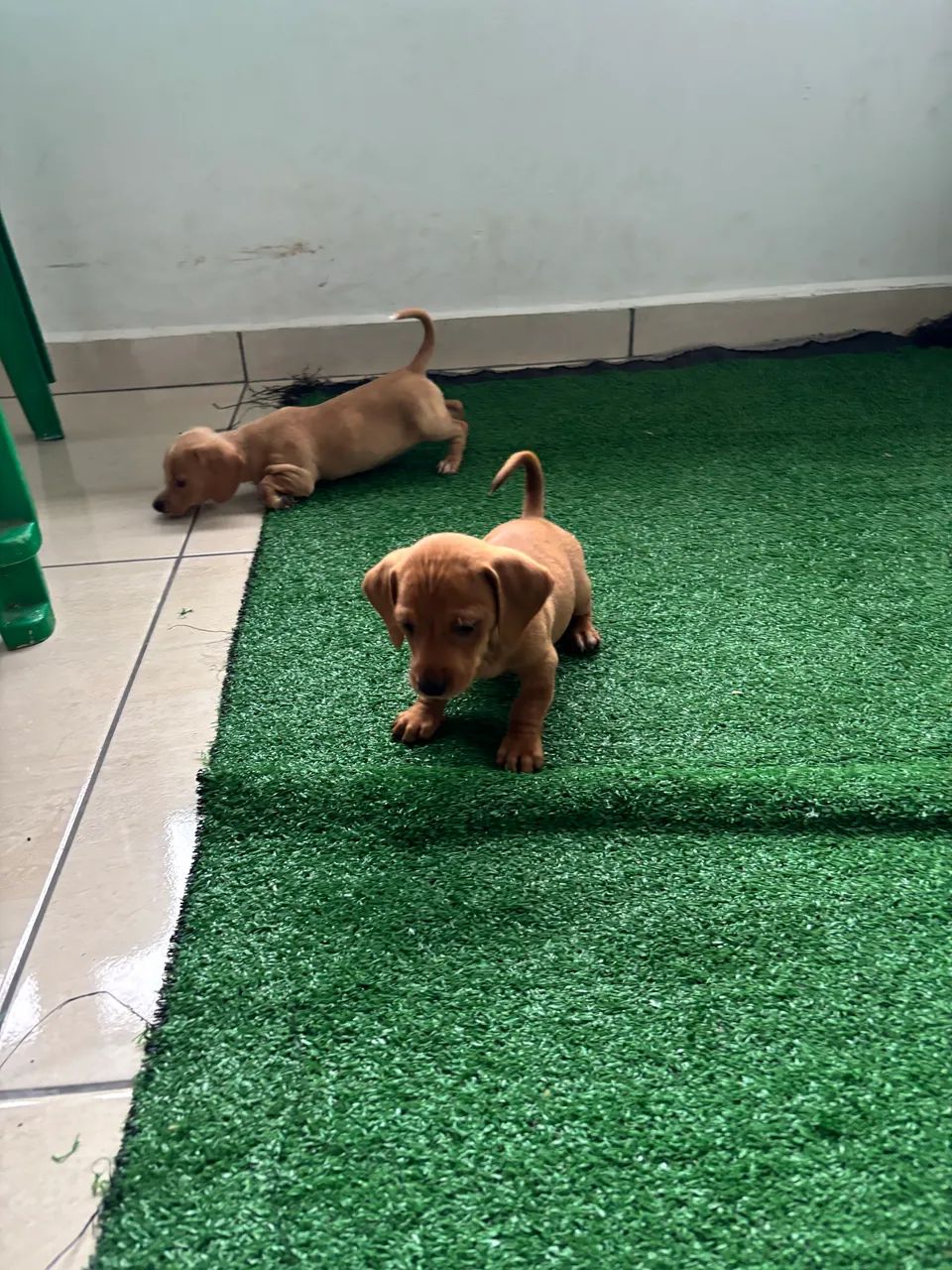 Basset, Teckel fêmea e macho  - Foto 2
