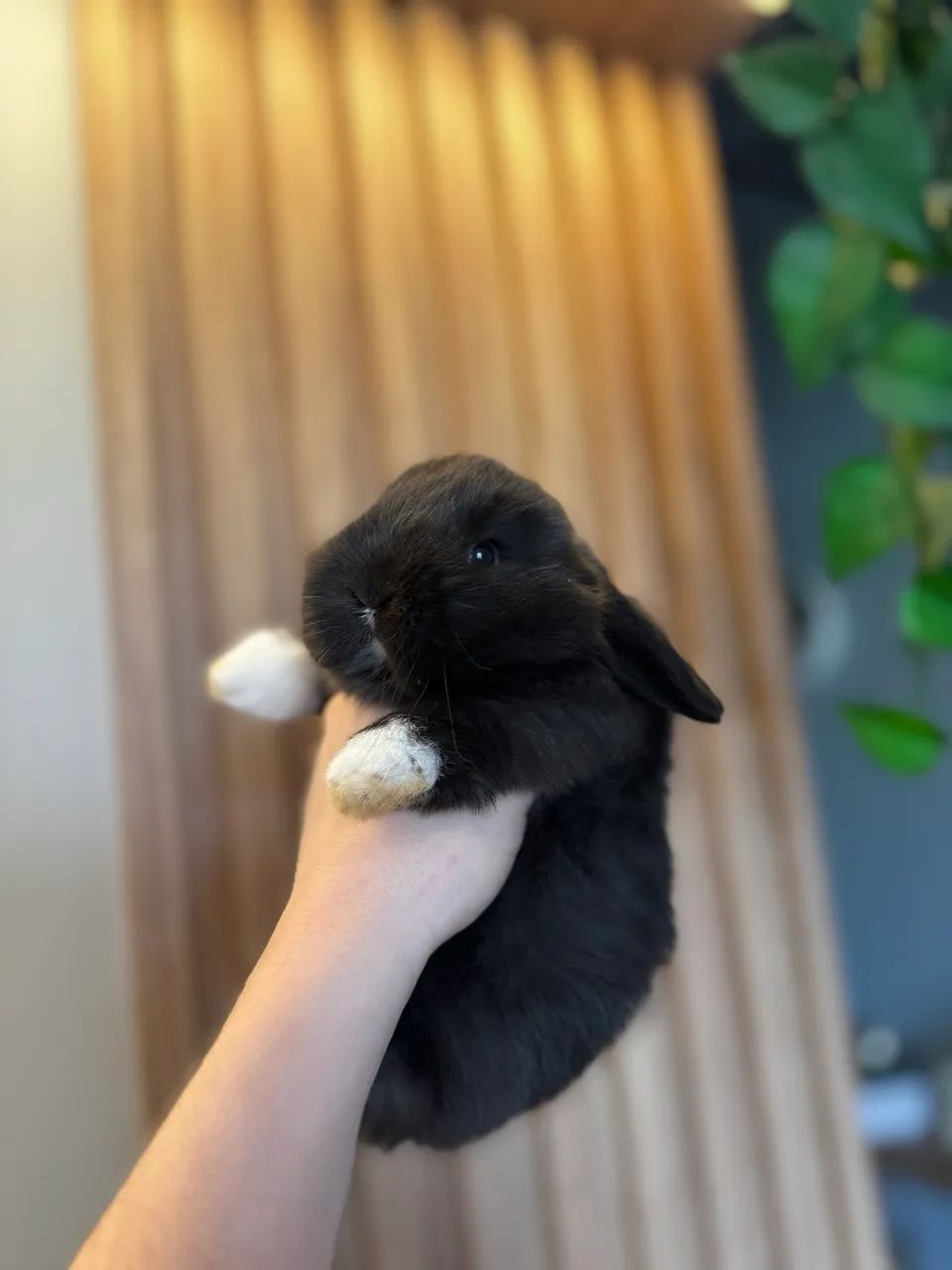 Filhotes de coelho Mini Lop - Foto 5