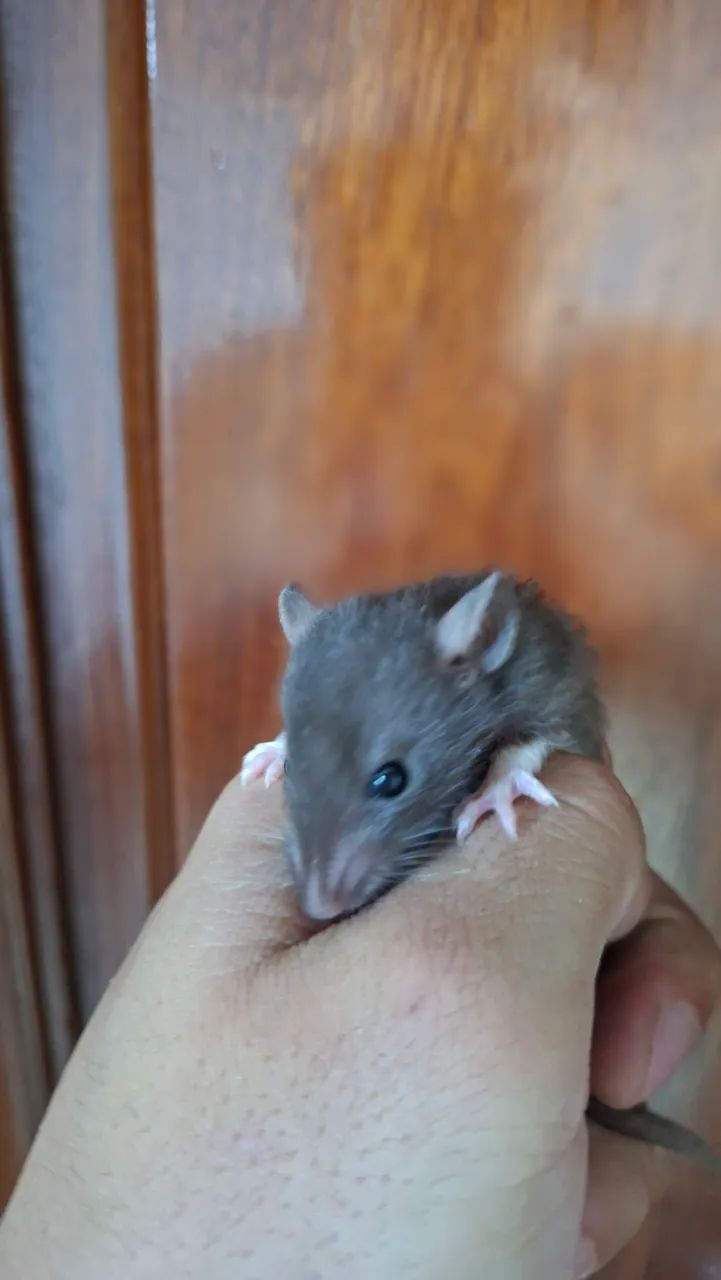 Rato twister - Foto 2