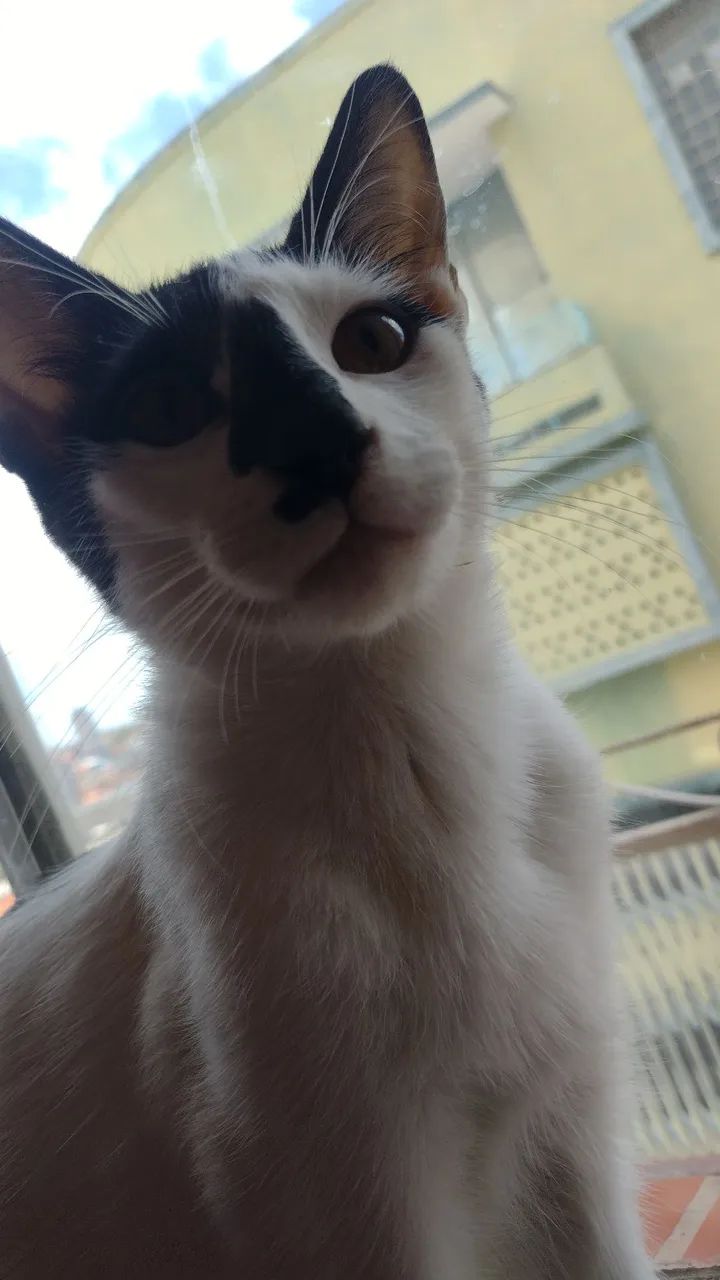 Gato macho - Foto 2