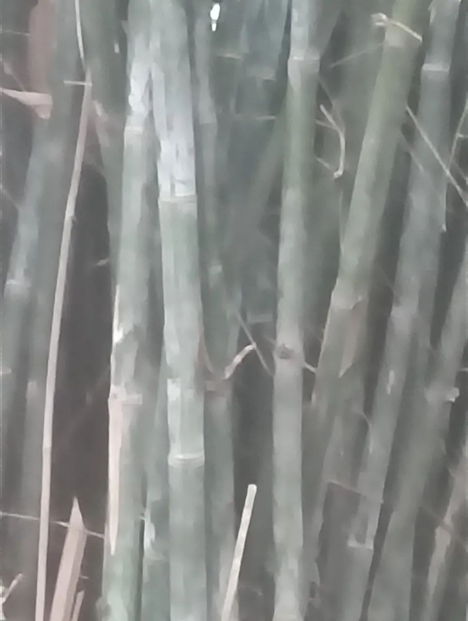 Vende se bambu in natura