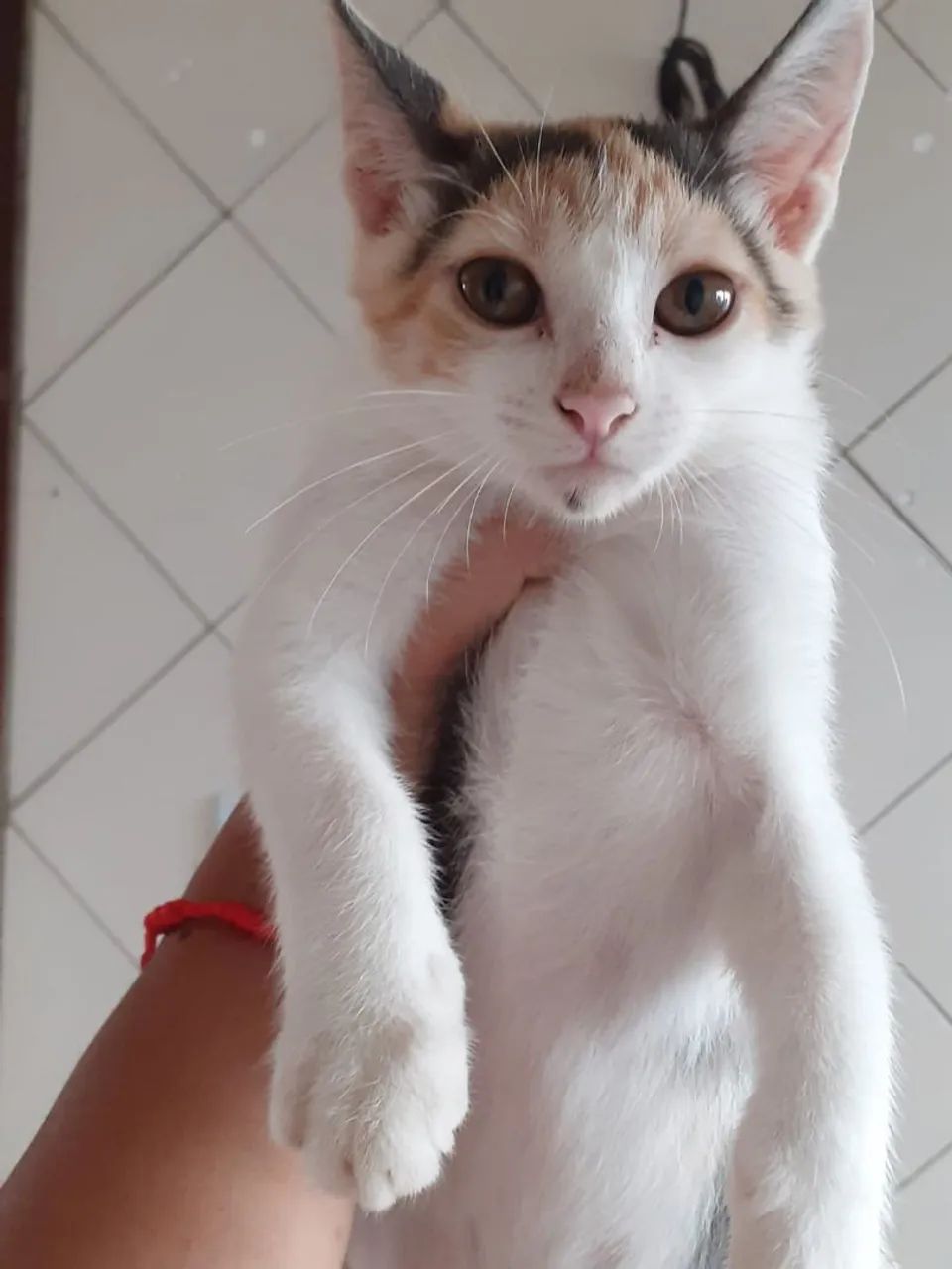 Doação de gatas fêmeas