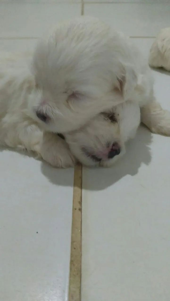 Maltês 
