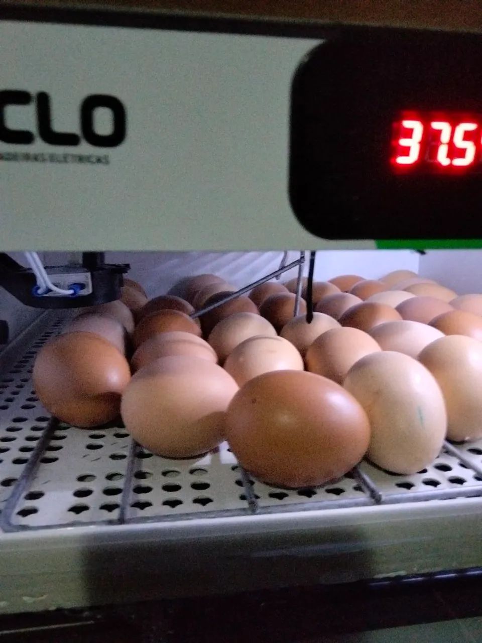 Ovos galados 