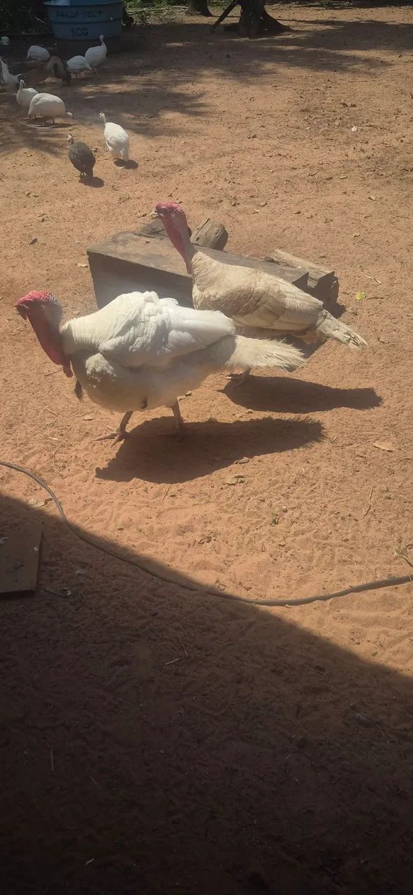 Peru macho 