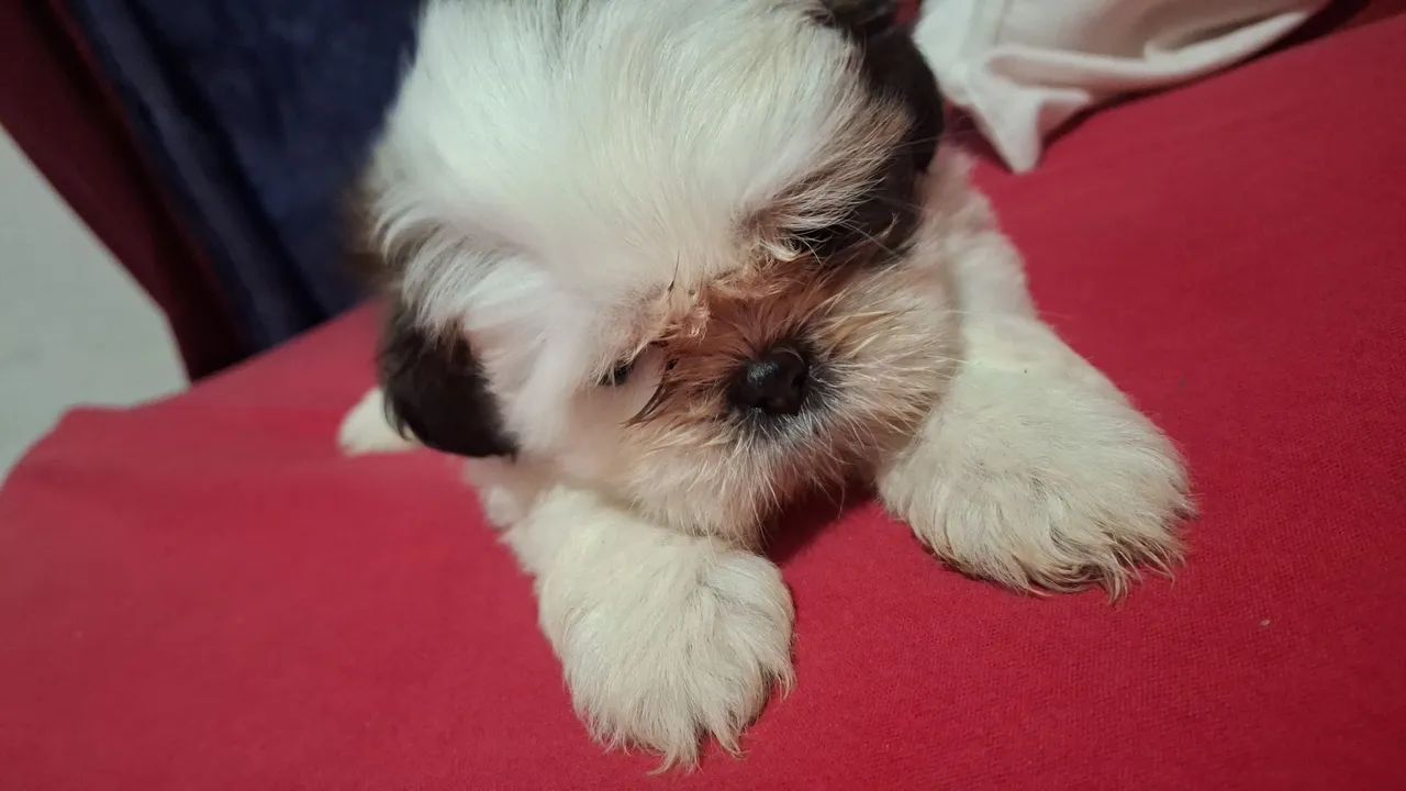 Shitzu  - Foto 3