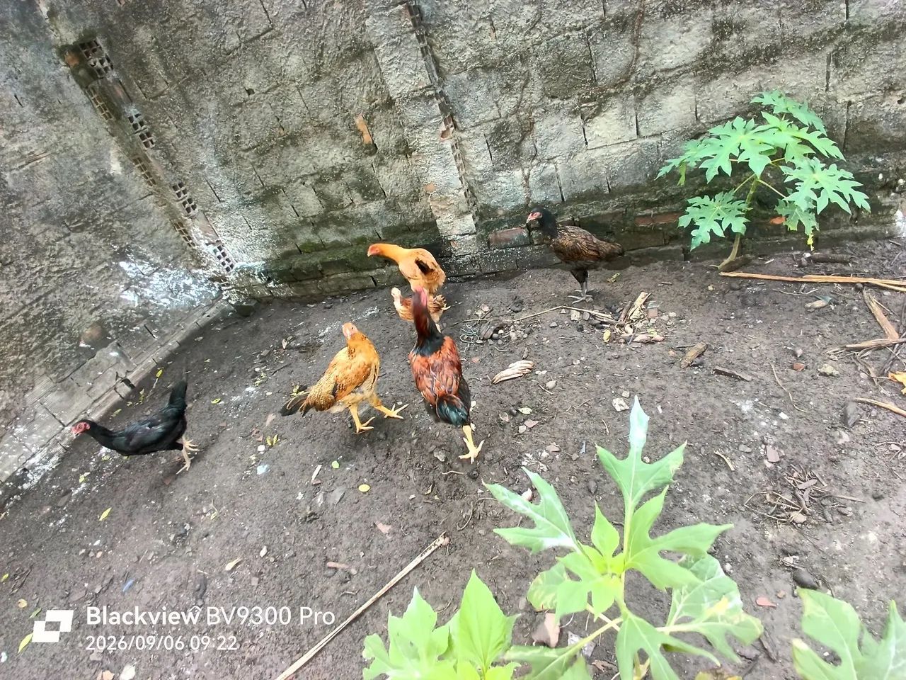 Vendo 6 frangas e um frango.