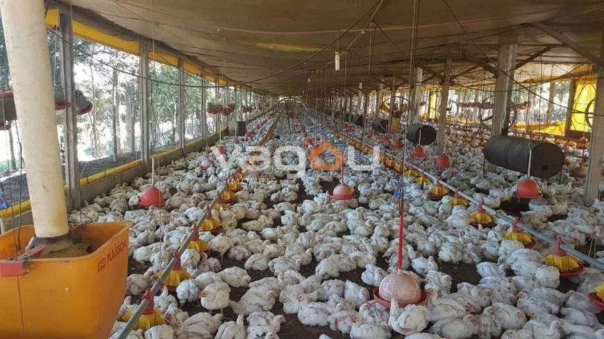 Sítio para Venda em Conchas, Área Rural - Foto 3