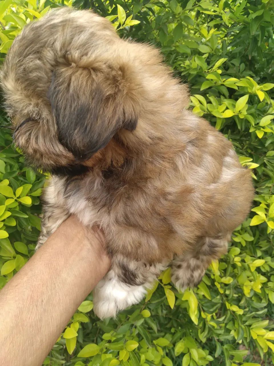 Shihtzu macho - Foto 3