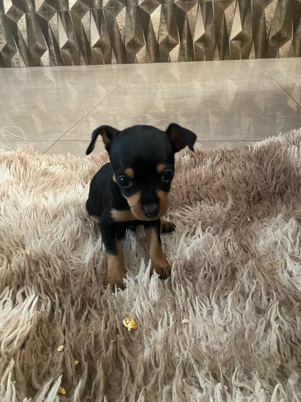 Pinscher  - Foto 3