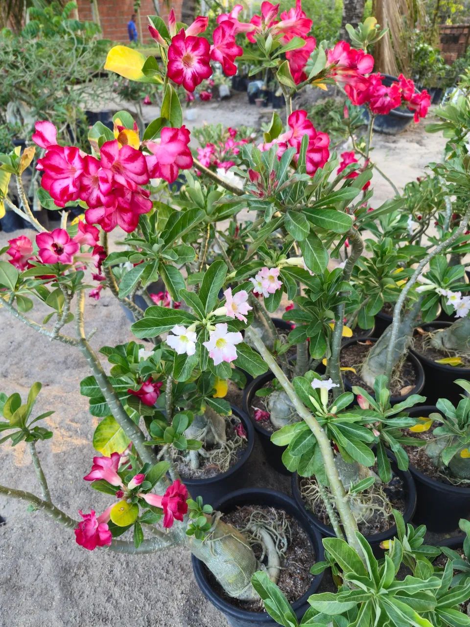 ROSAS DO DESERTO ENXERTOS  - Foto 2