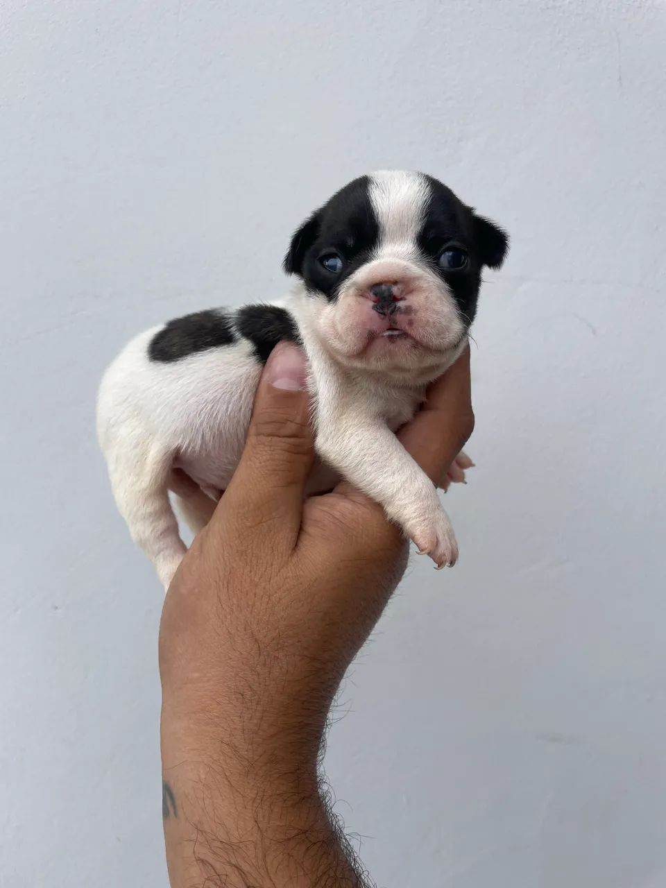 Bulldog francês  - Foto 5