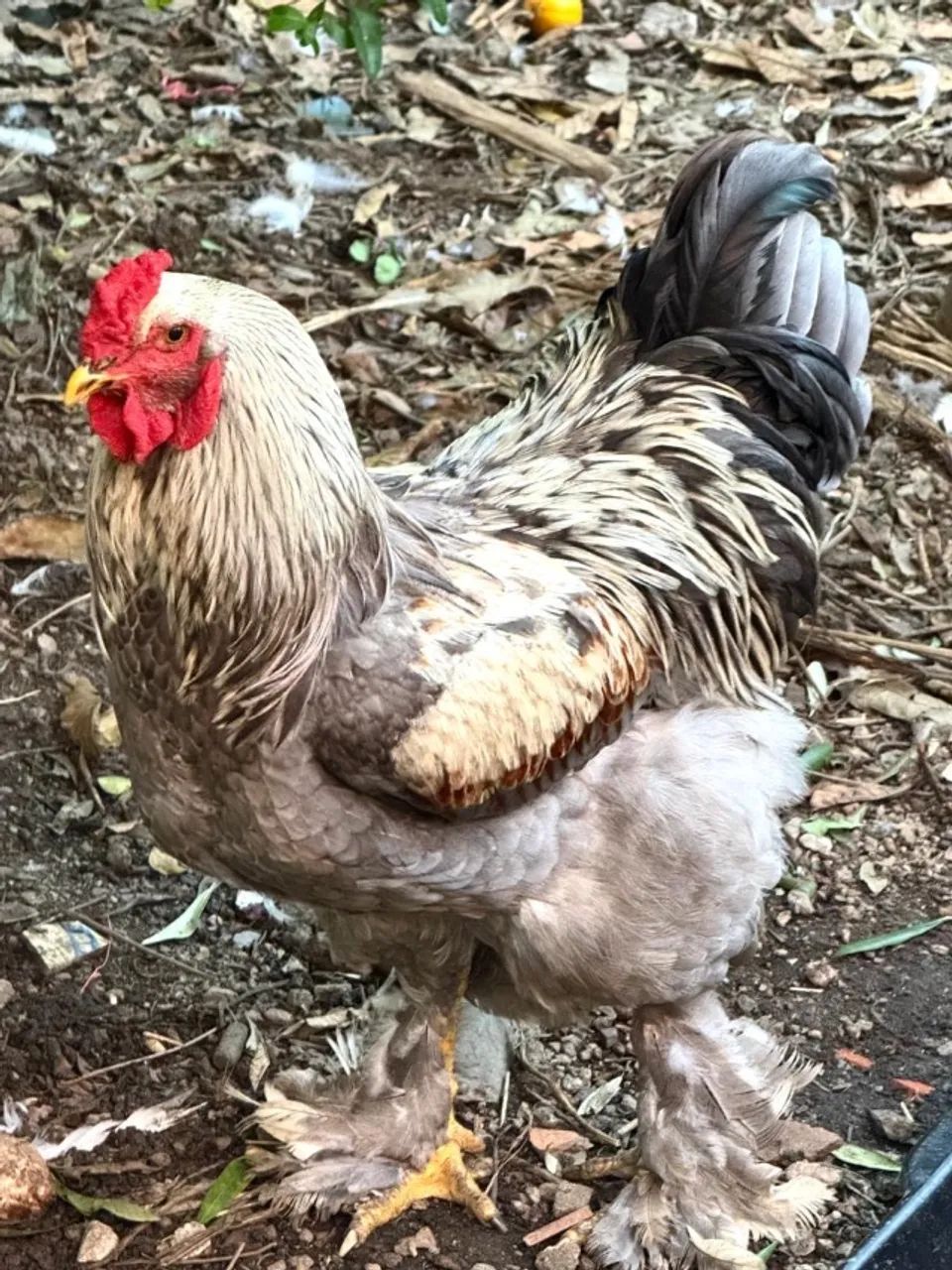 Galos Brahma - Foto 5