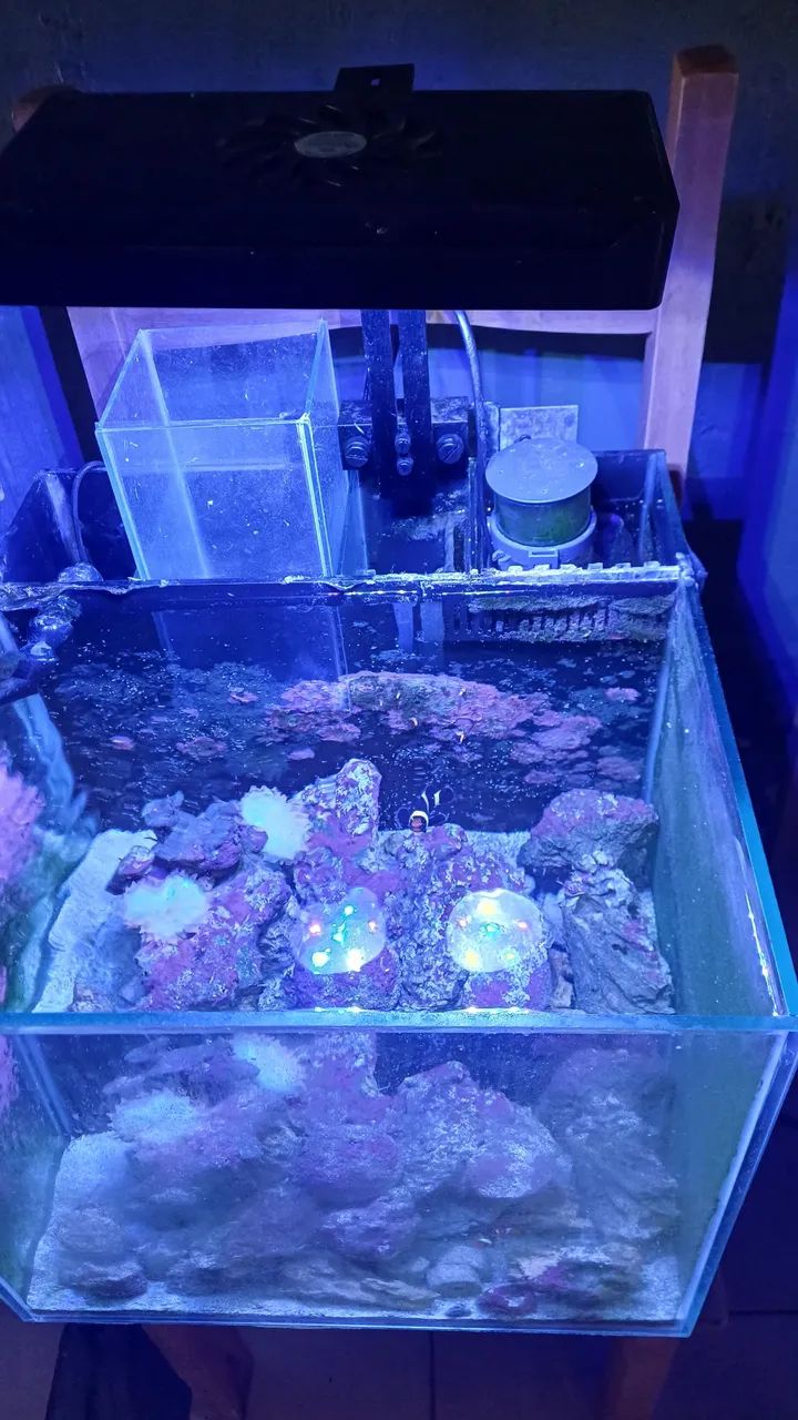 Aquario marinho com sump e luminária  - Foto 3