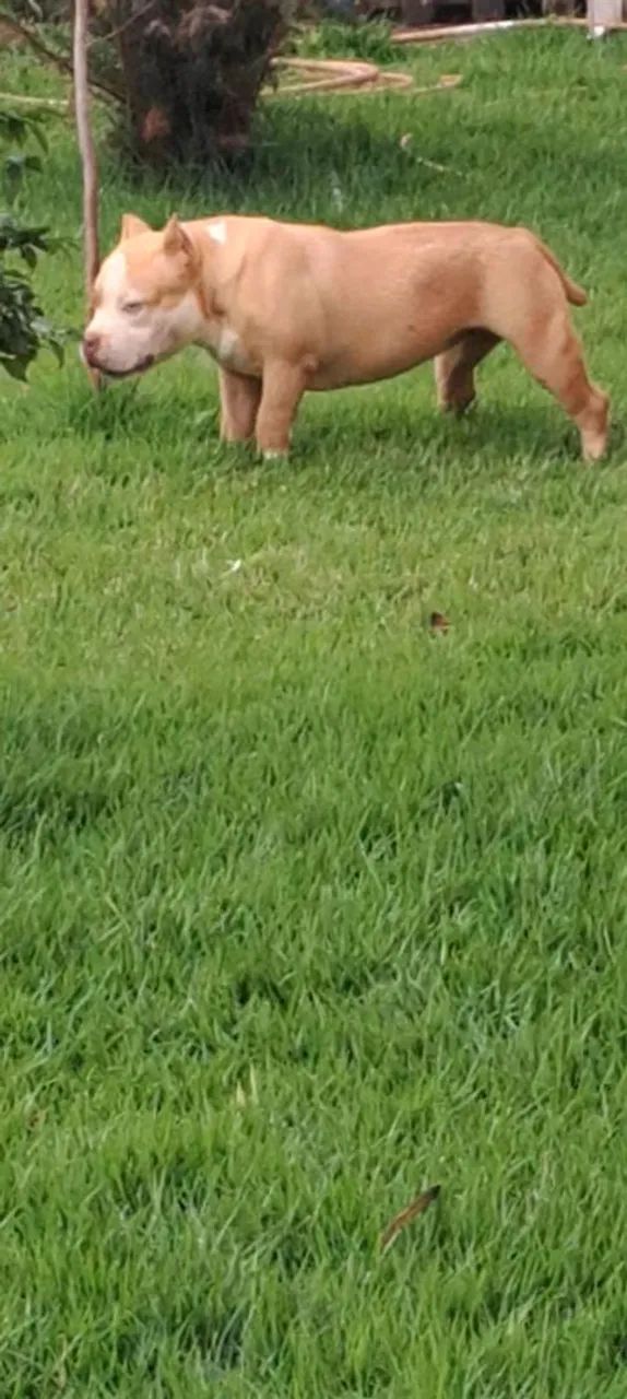American bully 