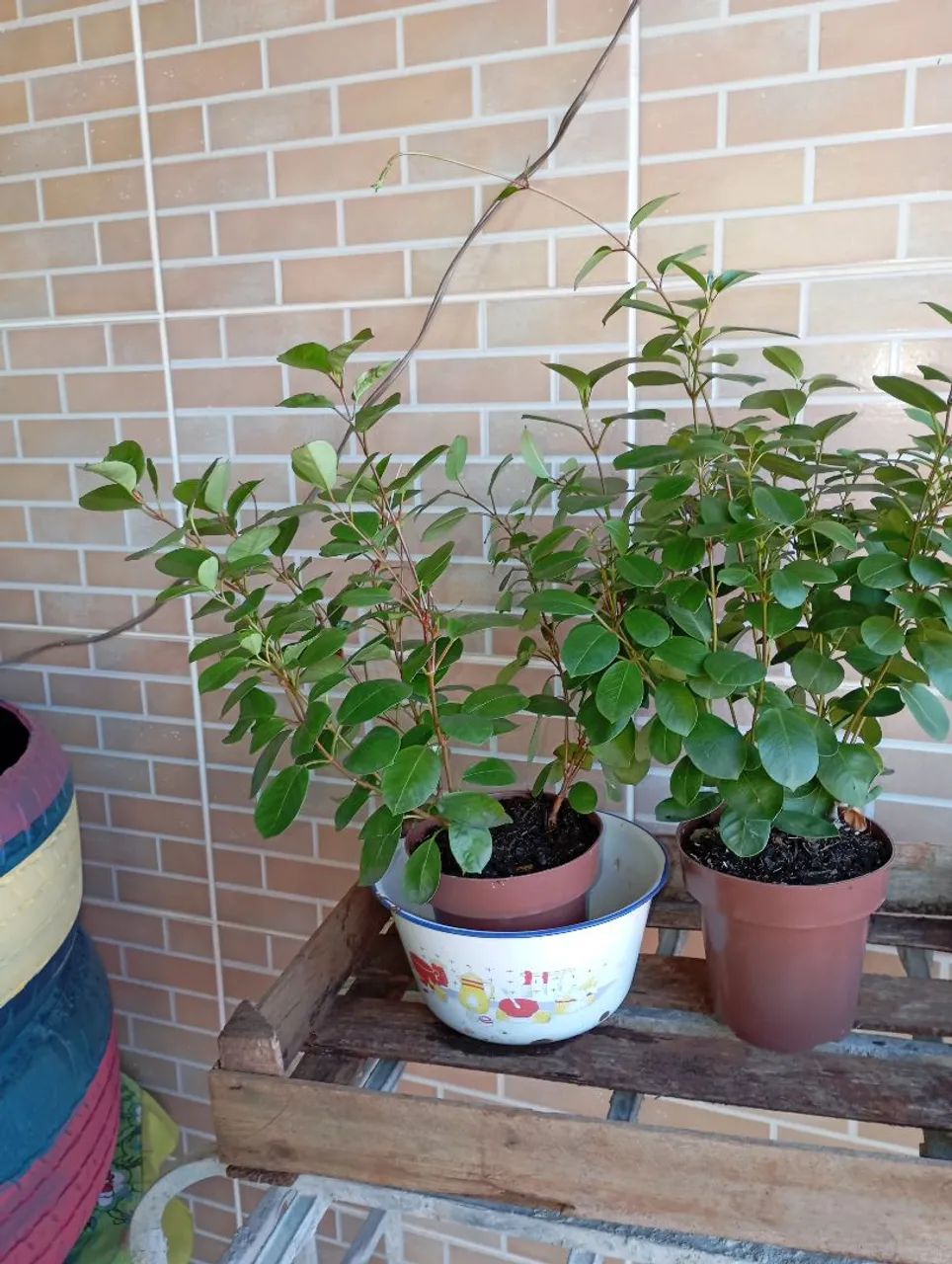 Sementes e plantas 