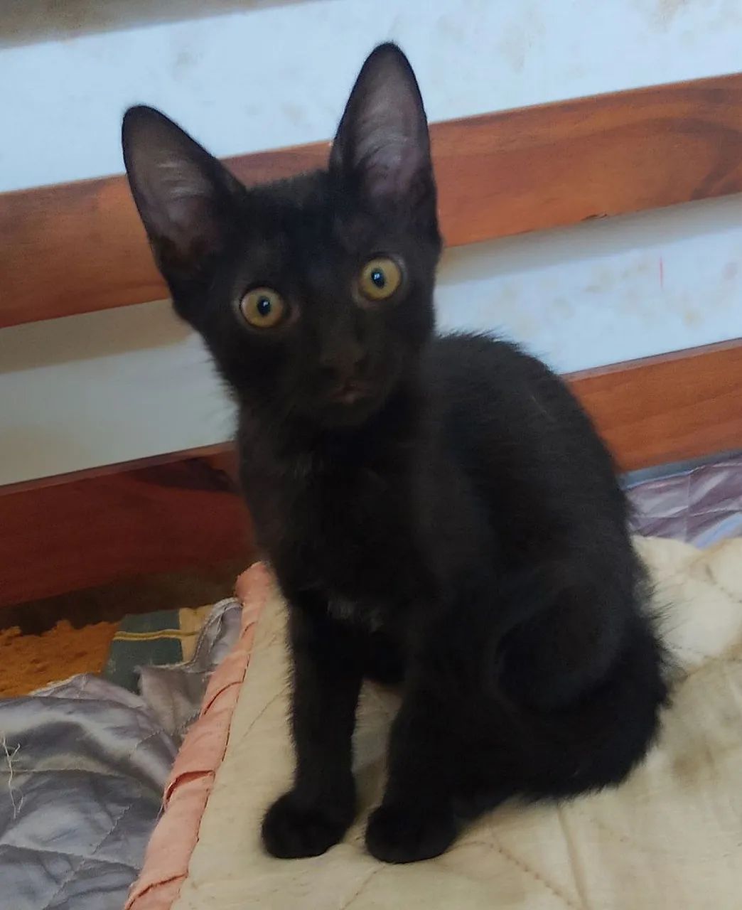 Doa se 2 Gatinhos Machos Lindos  - Foto 3