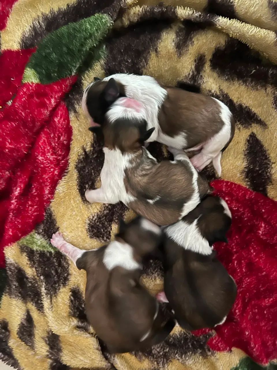 Filhotes de Shih Tzu - Foto 2