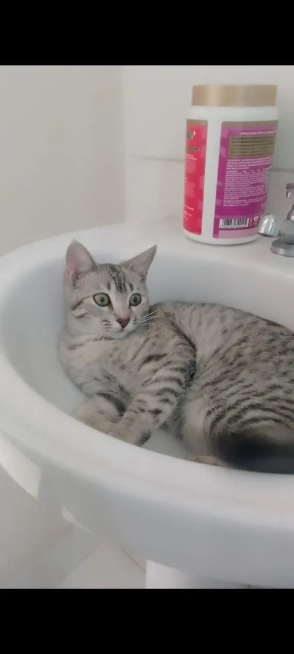 Gata pra doação 