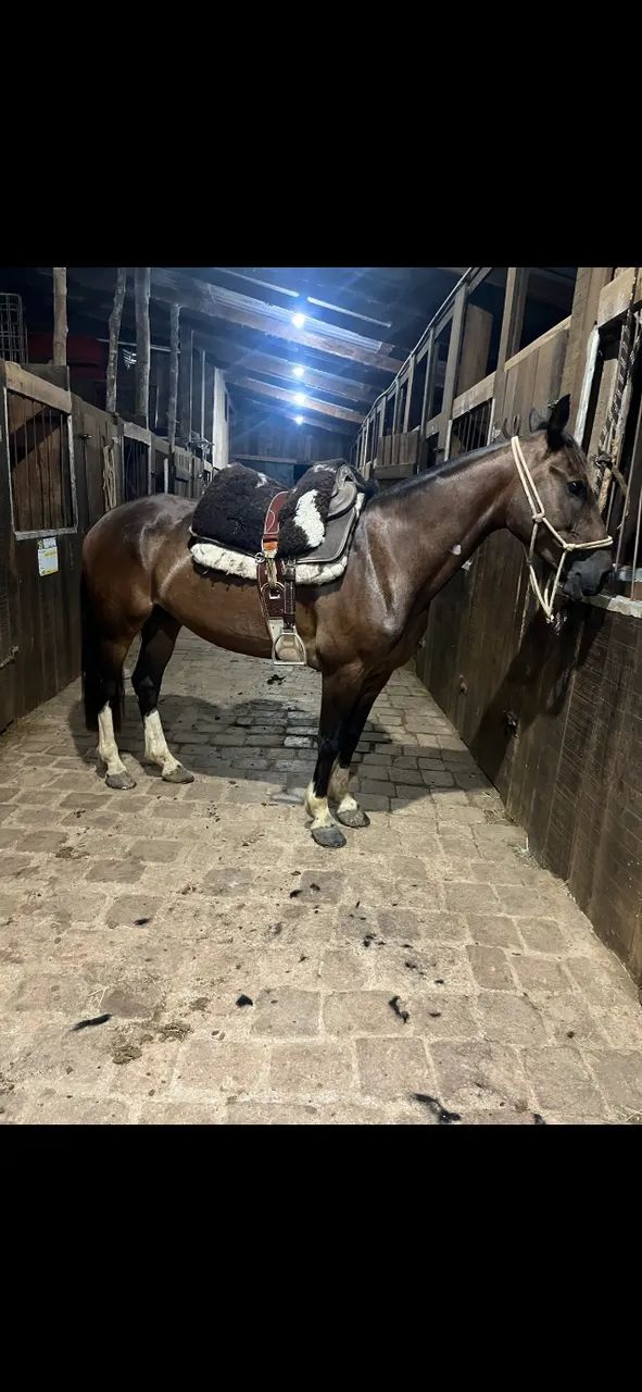 Cavalo Zaino - Foto 6