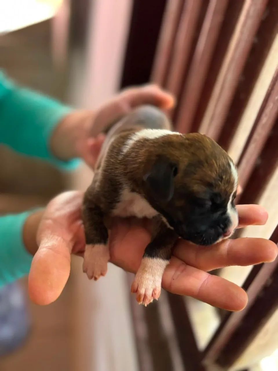 FILHOTES DE BOXER À VENDA - Foto 3