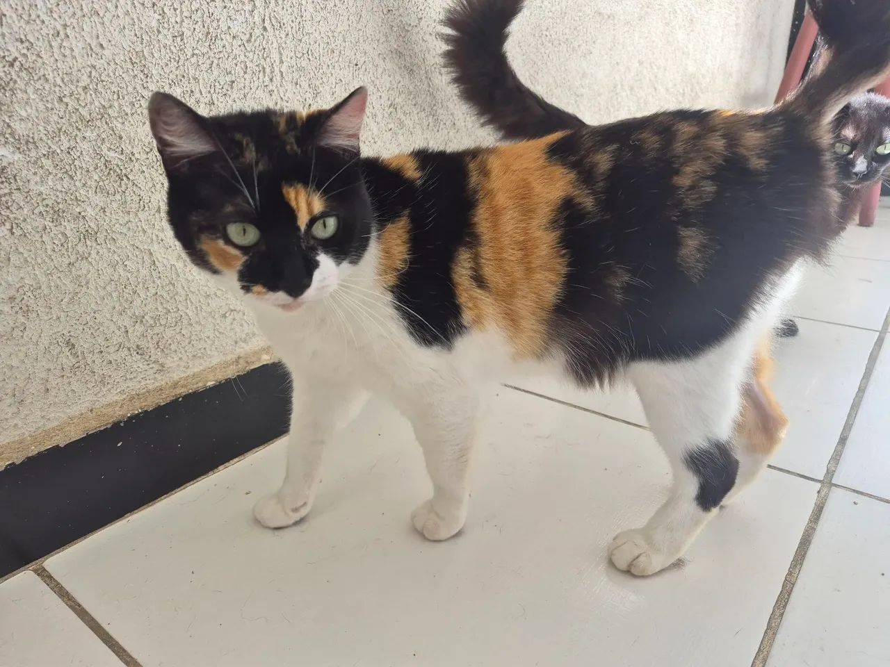 Gata Tricolor - Foto 2