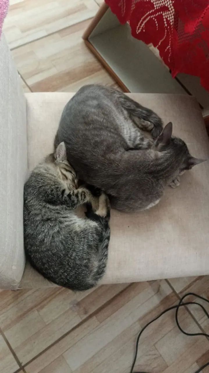 Adoçao responsável - Foto 2