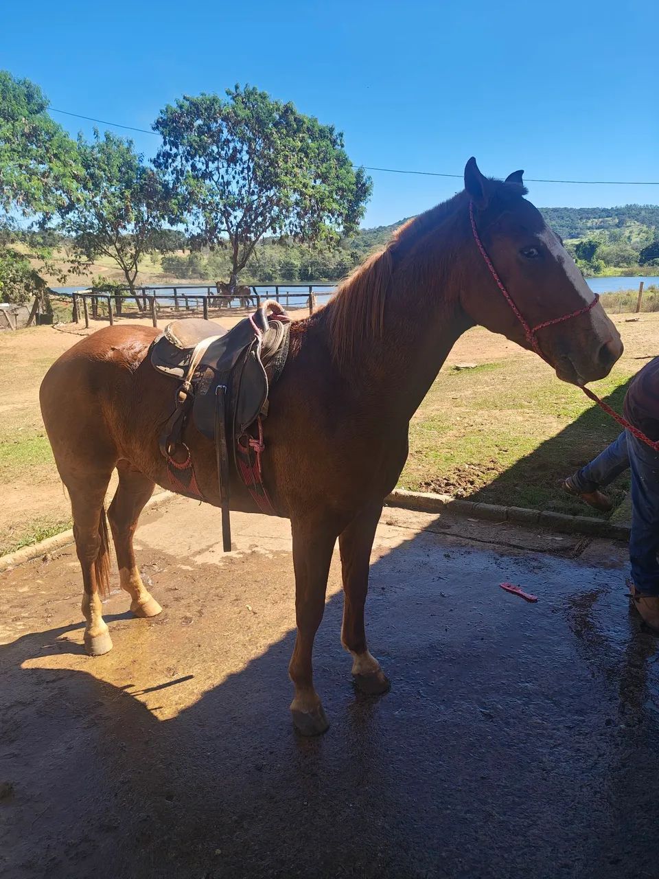 Cavalo 1/2 sangue QM - Foto 5