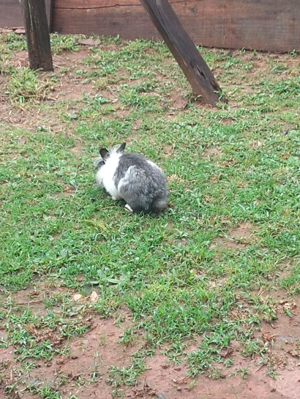 Vende se coelhos  - Foto 5