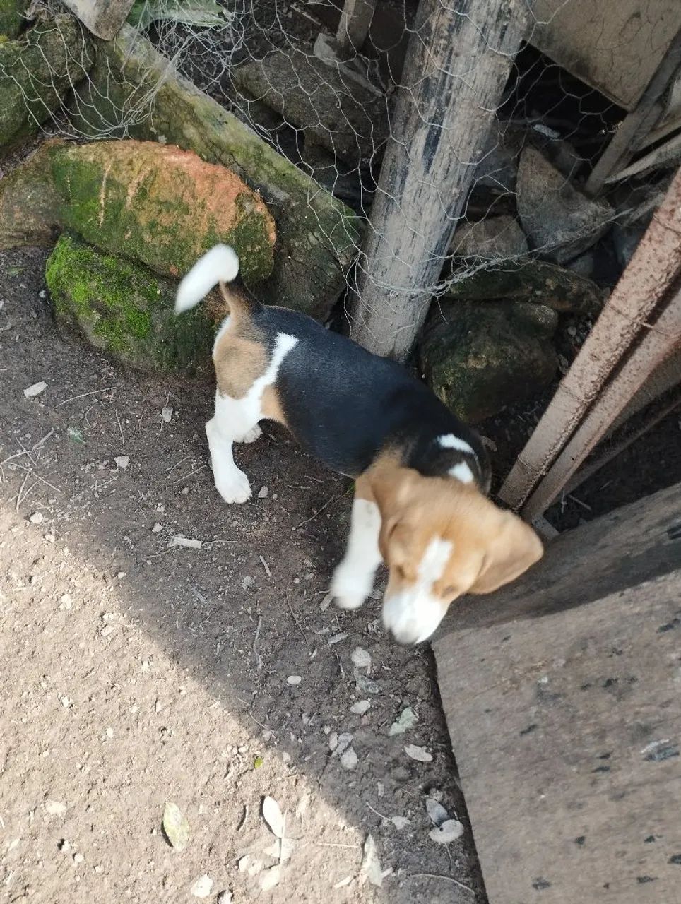 Filhotes de beagle  - Foto 2