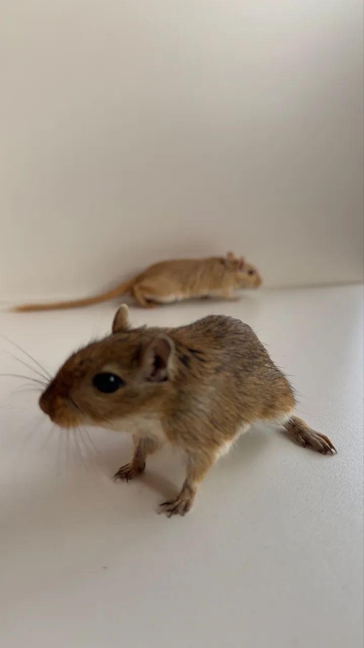 VENDO ESQUILO DA MONGÓLIA, MACHO PÉROLA ALBINO E FÊMEA AGOUTI MARROM R$ 150,00 DOIS - Foto 4