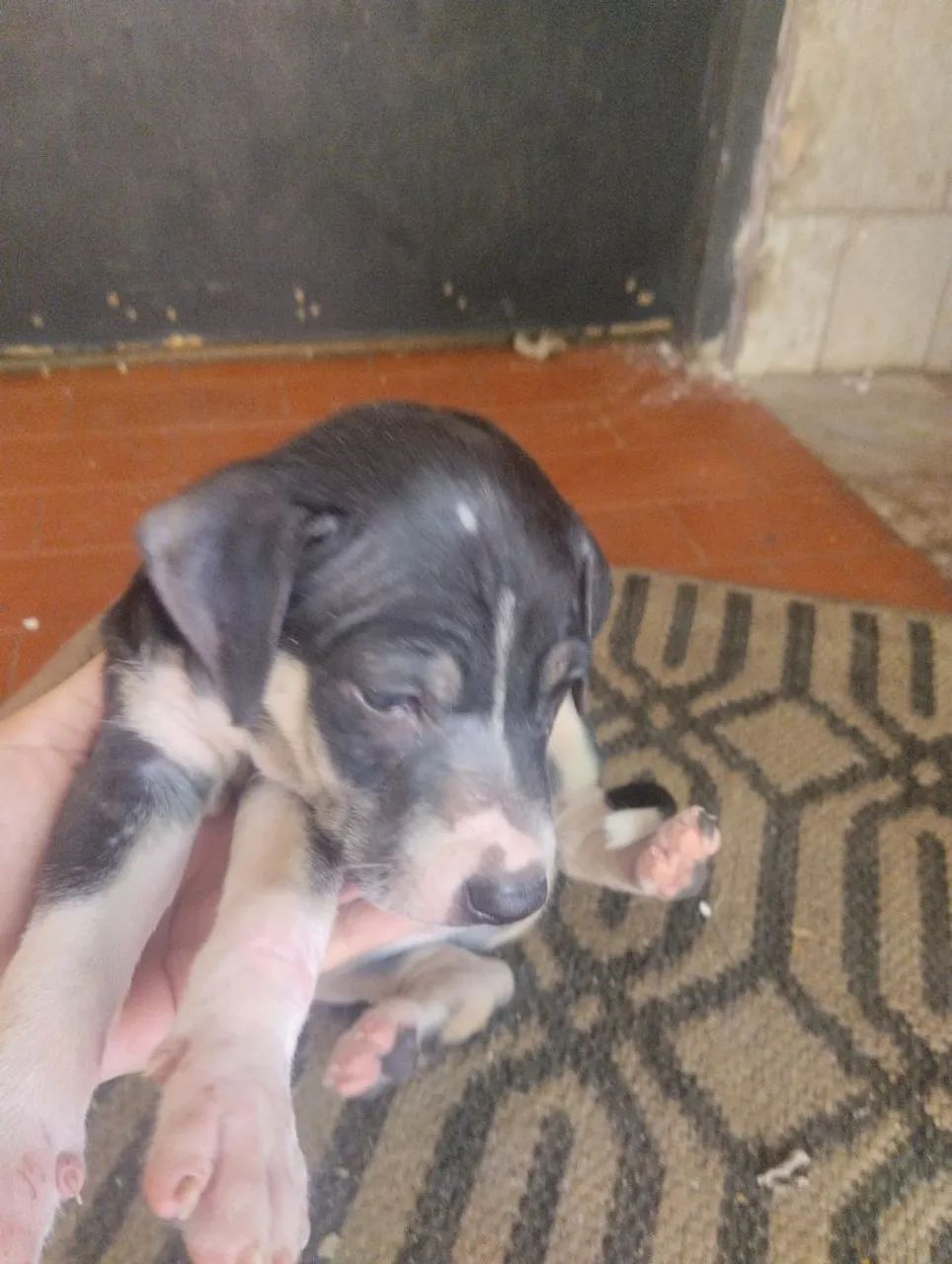 Doação de filhote - Foto 3