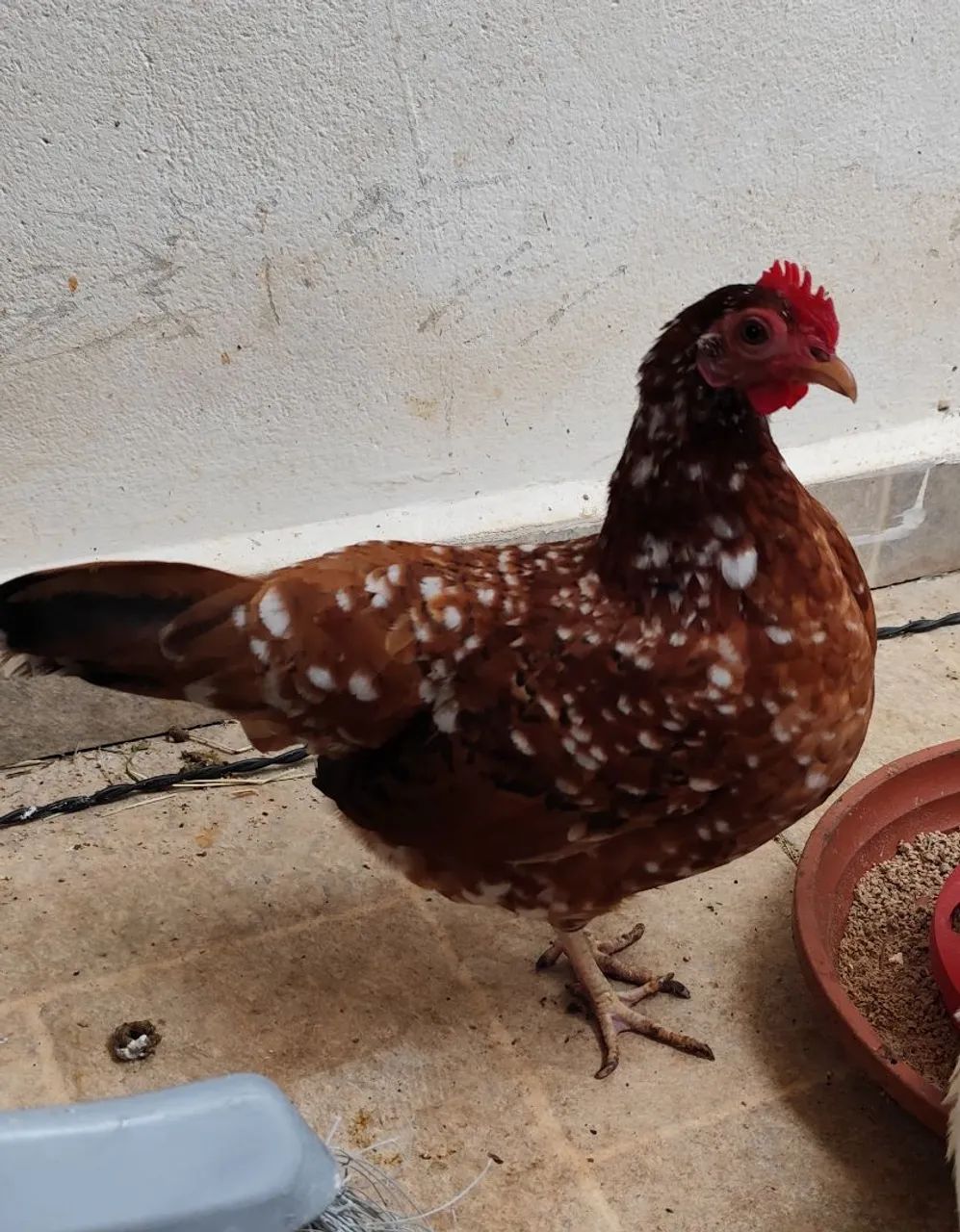 Vendo 5 garnizes jovens (2 machos e 3 fêmeas) - Foto 4