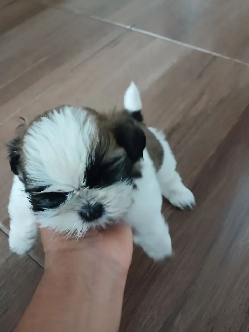 Cachorro shi-tzu  - Foto 4