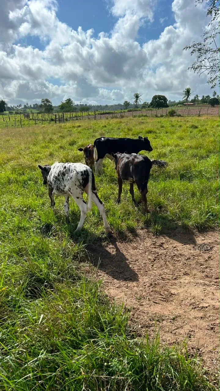 Três bezerras linhagem leiteira  - Foto 3