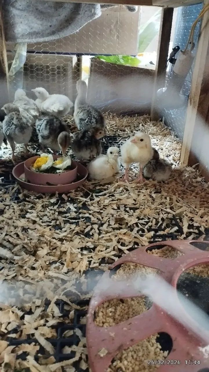 Peruzinhos e angolinhas  - Foto 2