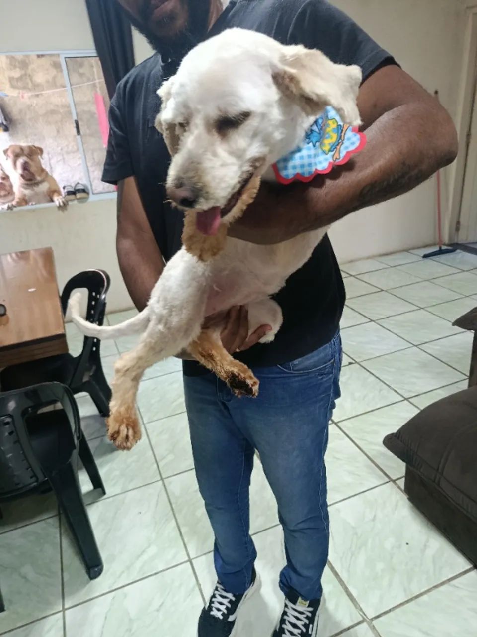 Cachorro  - Foto 2