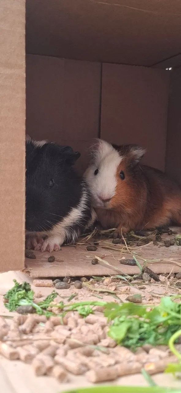 Doação responsável de dois porquinhos da Índia  - Foto 3