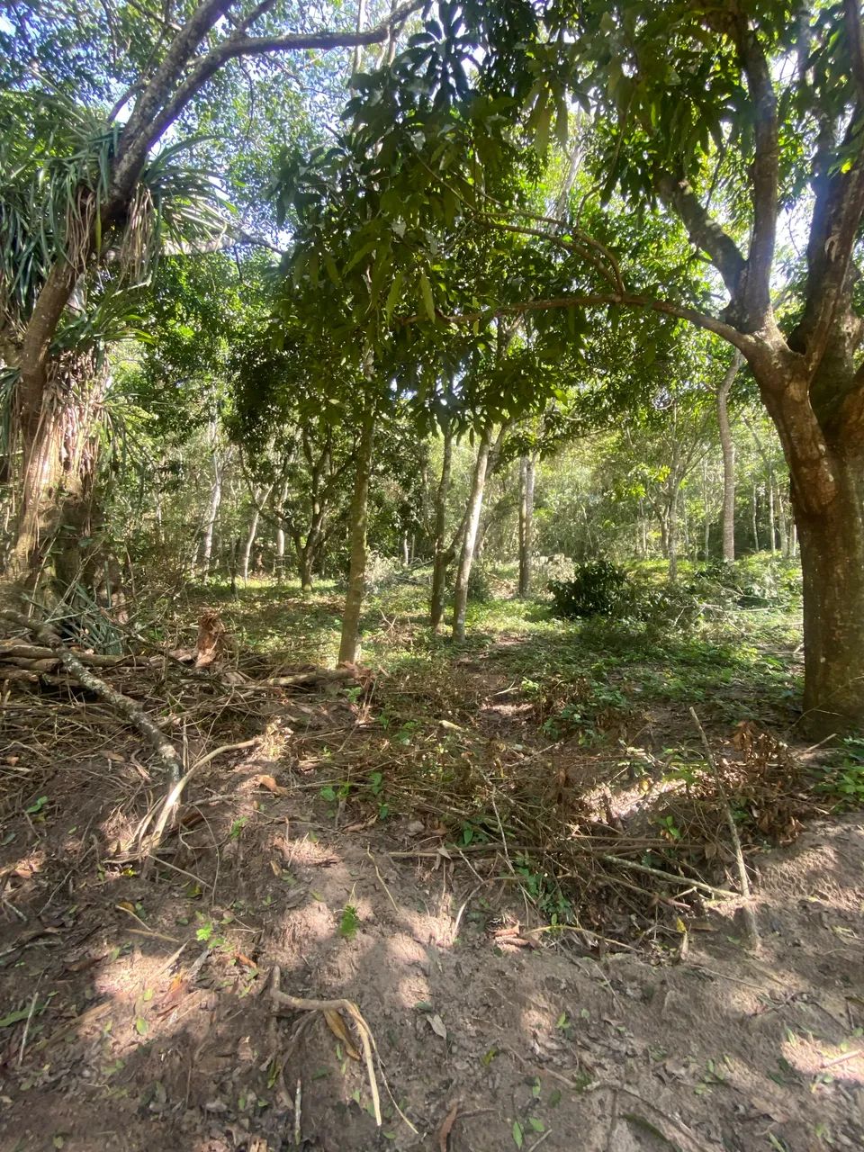 Oportunidade em mulungu