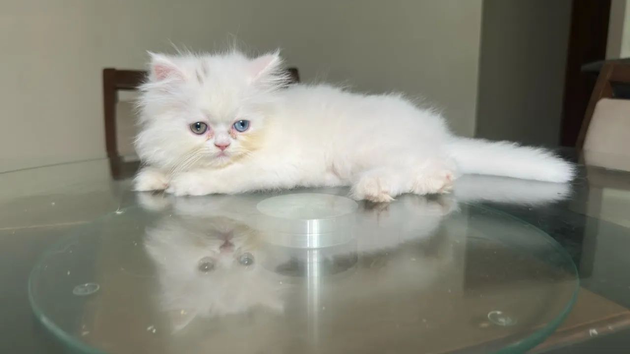Gato Persa em Cuiabá  - Foto 4