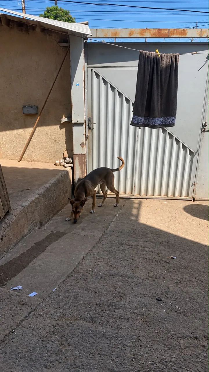? CACHORRO PARA ADOÇÃO  - Foto 2