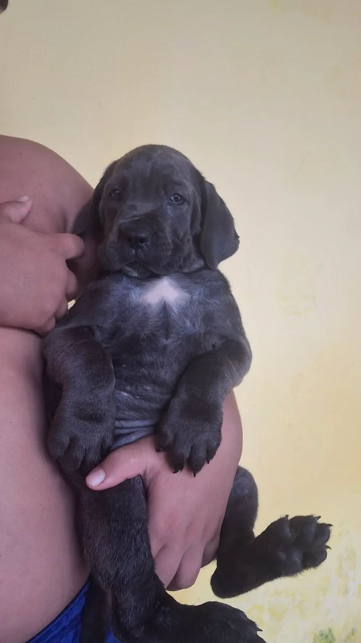 Cane corso