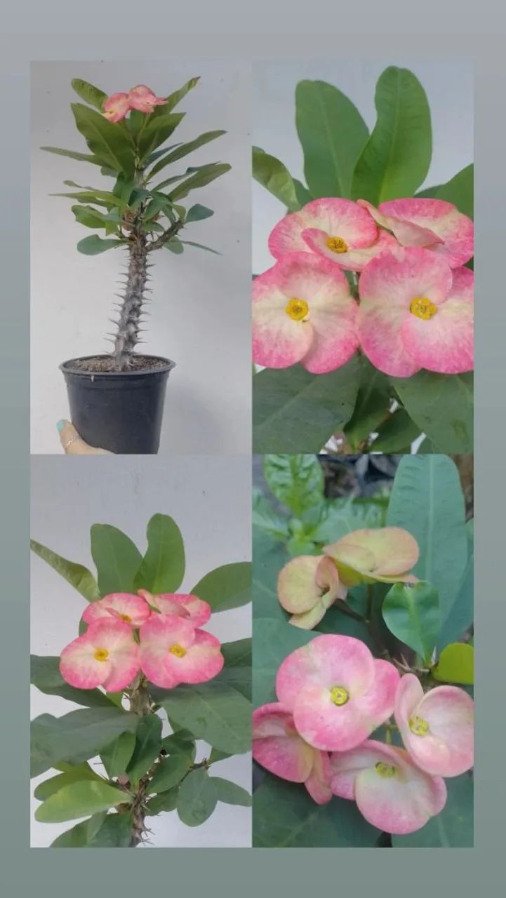 Miliana 