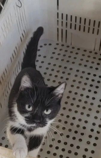 Doação de gatos - Foto 5