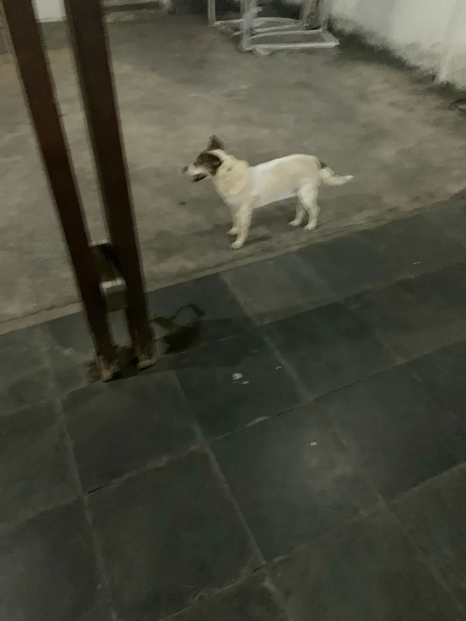 Cachorro para doacao  - Foto 2